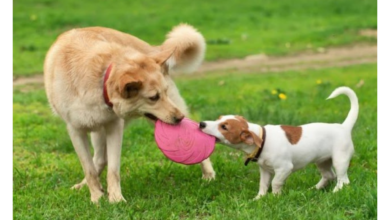Size matters: What Clients Really Want From Indies and Networks